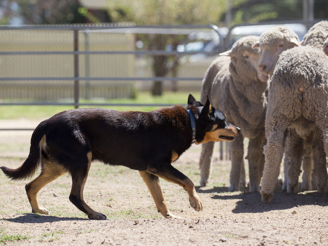 Sheep Dog Trials - Toowoomba Show
