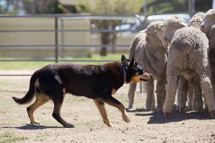 Sheep Dog Trials - Toowoomba Show